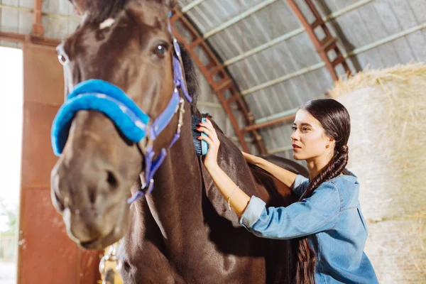 Strahlend glückliche Reiterin putzt schönes dunkles Pferd — Stockfoto