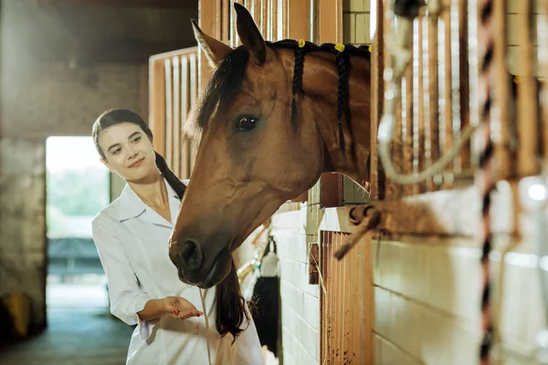 Dark-haired appealing woman with long braid giving horse some food — Stock Photo, Image