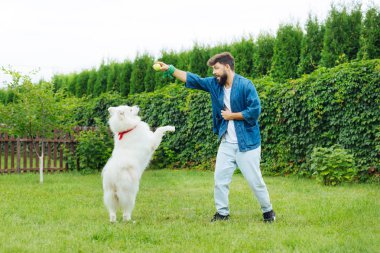 Küçük sarı top için şirin kabarık husky avcılık