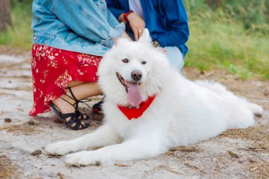 Sevimli beyaz tüylü köpek onun mülkiyet yakın yerde yatan