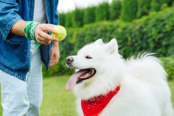 Divertente husky indossare bandana rossa guardando piccola palla — Foto Stock