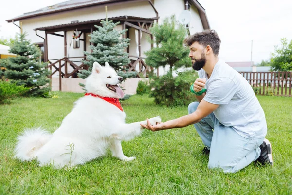 Weißer flauschiger Husky hält Hand seines hübschen Besitzers — Stockfoto