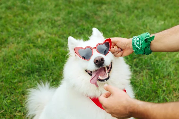 Husky üzembe világos szív alakú napszemüveg őt tulajdonos — Stock Fotó