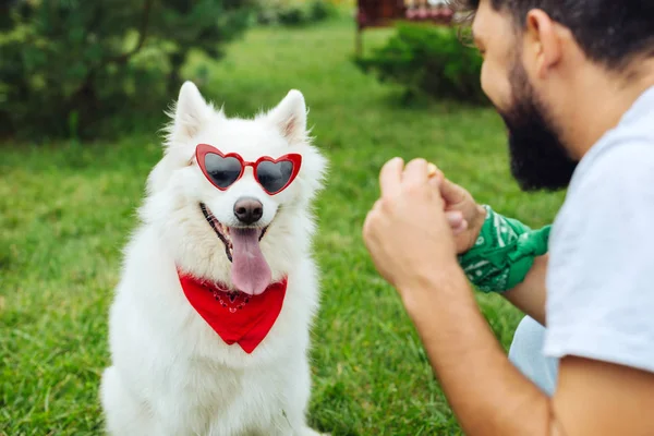 Bärtiger Mann lacht Husky mit Sonnenbrille und Kopftuch an — Stockfoto