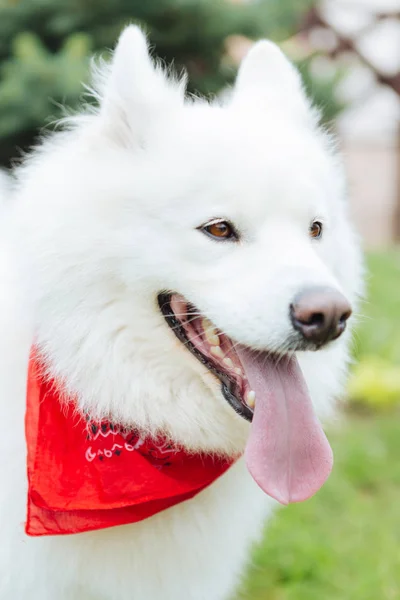 Hnědooká roztomilé bílé nadýchané husky nošení červený šátek na krk — Stock fotografie