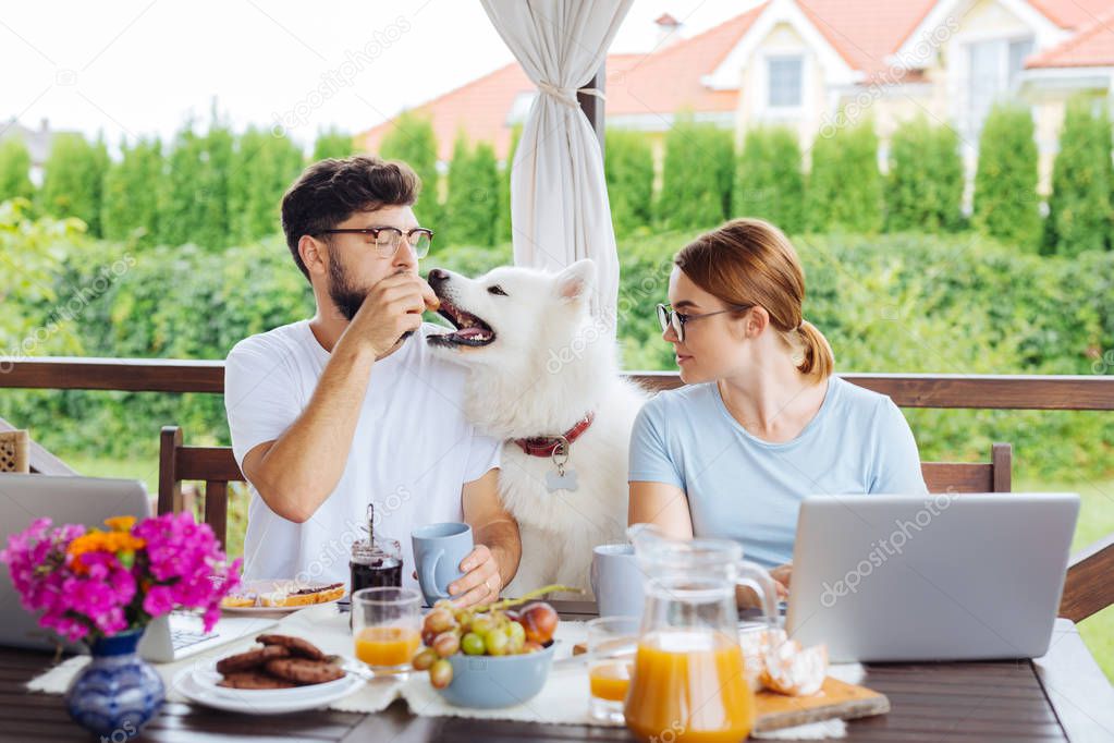 White funny husky coming to the eating table with his owners