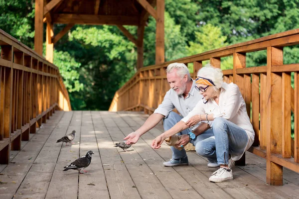 Vousatý starší muž spojující jeho žena krmit holuby bageta — Stock fotografie
