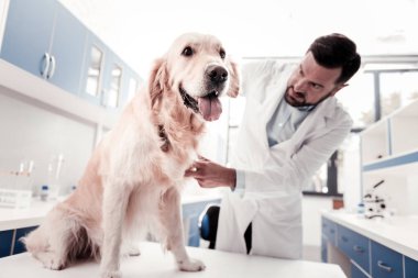 Klinik tablo oturan komik köpek