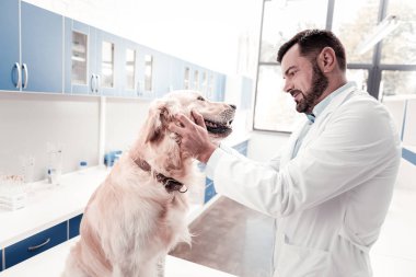 Bu holding büyük köpek memnun veteriner fotoğrafı profil