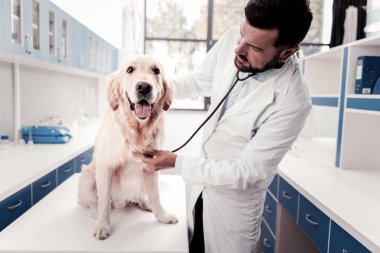 Komik köpek pembe dilini gösterilen