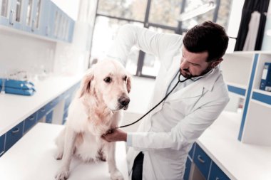 Korkmuş Labrador oturma masada sessiz