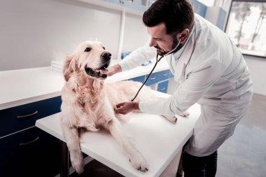 Özenli doktor köpek arkadaşı incelenmesi