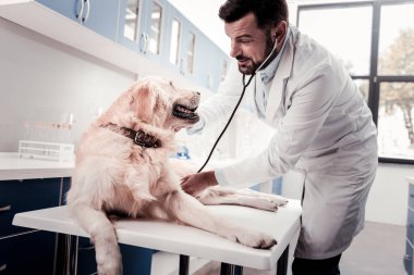 Masanın üzerinde yatan hasta köpek