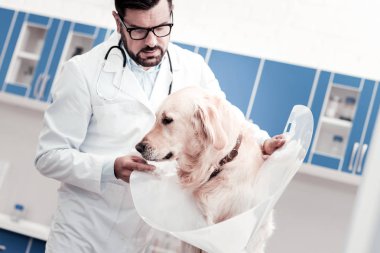Özenli veteriner koyarak plastik yaka köpekler boyun