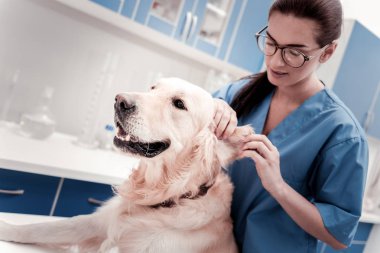 Pozitif esmer masaj köpekler kulak memnun