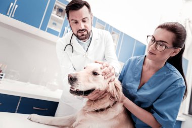 Sessizce otur. Hasta Labrador incelenirken gözlüklü başını rükû ciddi kadın Yardımcısı