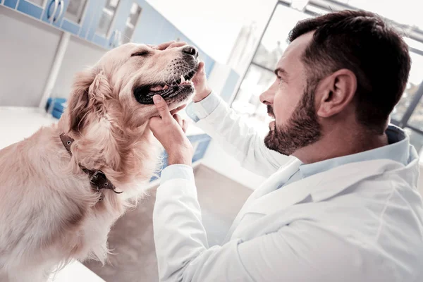 Serious dog listening to his doctor — Stock Photo, Image