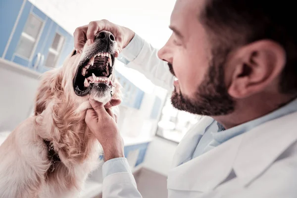 Doente cão demonstrando seus dentes — Fotografia de Stock