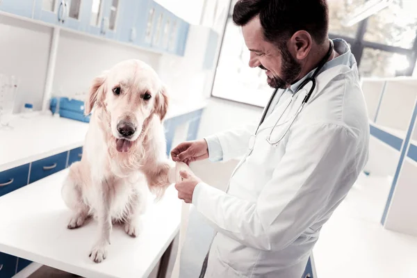 Concentrated vet changing bandage of his visitor — Stock Photo, Image