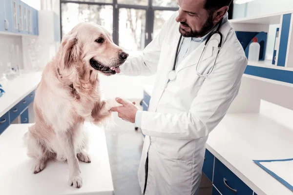 Cão sério sentado na mesa — Fotografia de Stock