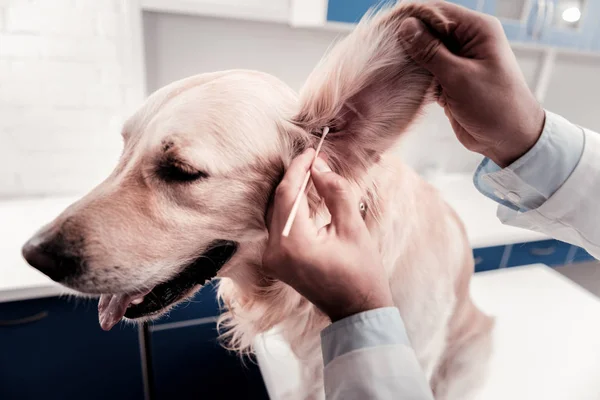 Acercamiento de manos masculinas que sostienen oreja de perros — Foto de Stock