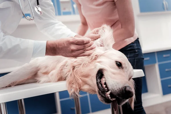 Funny dog relaxing while being at checkup — Stock Photo, Image