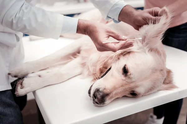 Close up of male hands that cleaning dogs ear — Stock Photo, Image