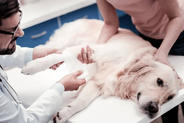 Frustrated Labrador giving his paw — Stock Photo, Image