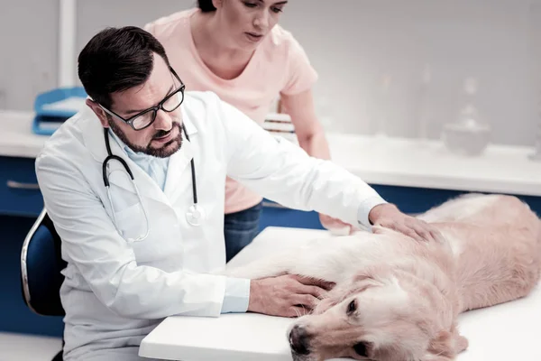 Veterinário confiante tratando seu paciente — Fotografia de Stock