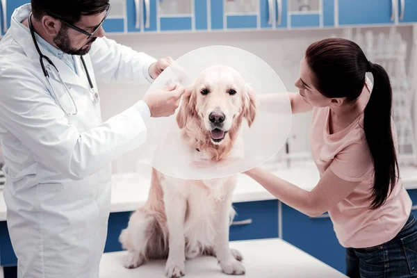 Calma mascota doméstica posando en la cámara — Foto de Stock