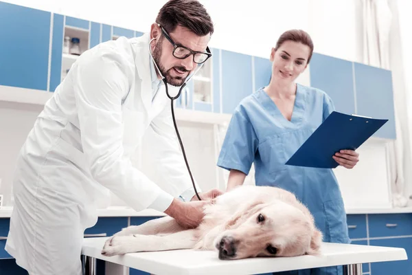 Treurige hond op medische procedures — Stockfoto