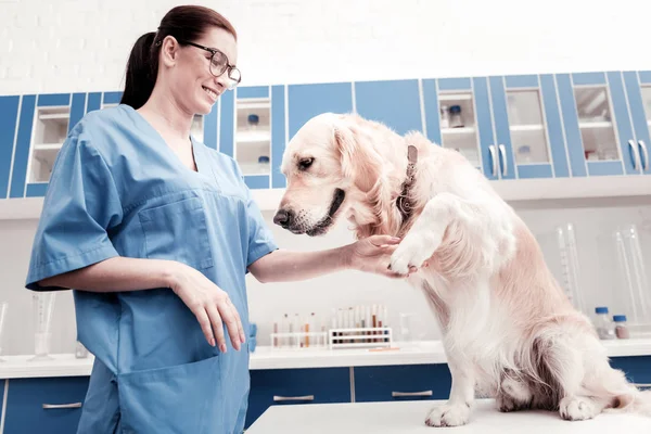 Frustrated Labrador giving his paw to doctor — Stock Photo, Image