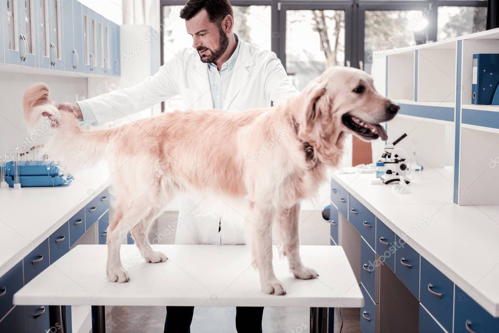 Professional veterinarian checking hair of Labrador