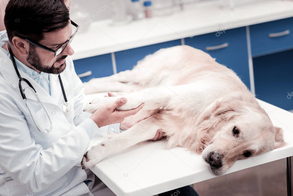 Thoughtful dog visiting his doctor