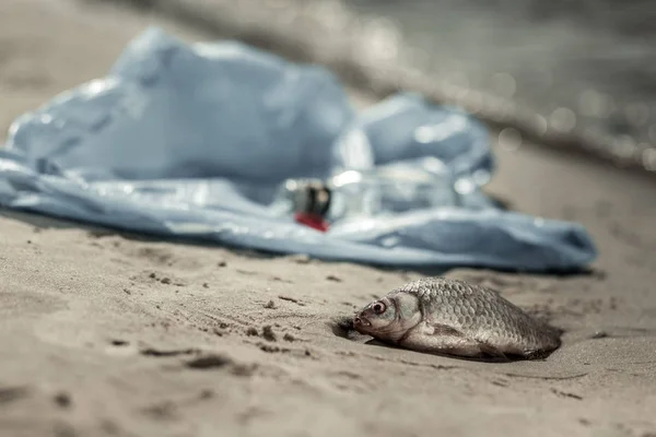 Close up of dead fish laying ashore the river because of high contamination level — Stock Photo, Image