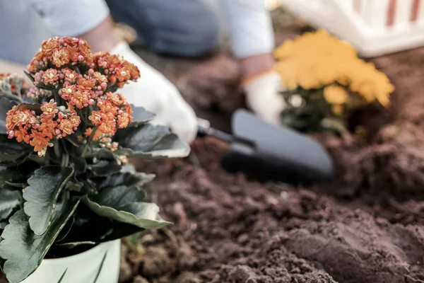 Hombre con guantes de jardinería blancos plantando crisantemos — Foto de Stock