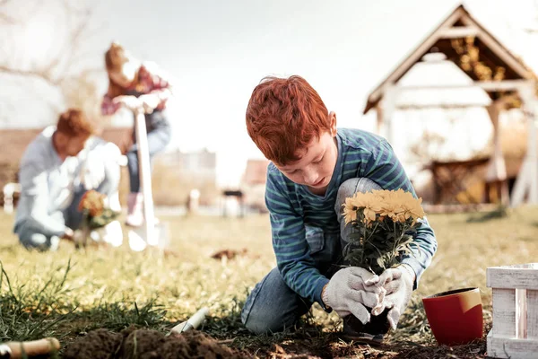 Рыжий маленький джентльмен сажает жёлтые хризантемы на суше — стоковое фото