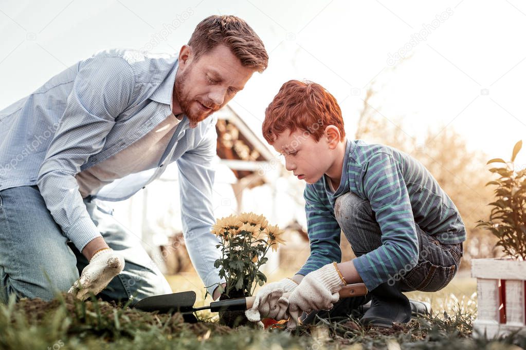 Two serious red-haired men planting yellow awesome flower