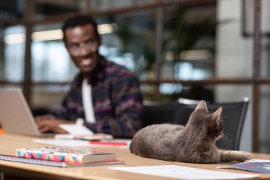 Gri kedi Ofis Masası üzerinde döşeme