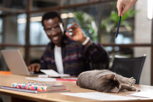 Cat distracting his owner from important work — Stock Photo, Image