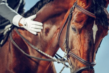 Güzel güzel bir atın yakın çekim