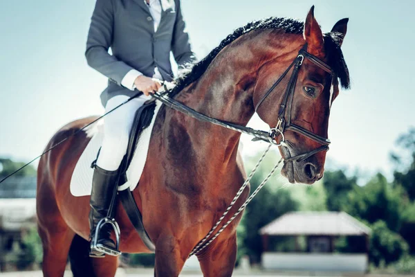 Acercamiento de un caballo con jinete — Foto de Stock