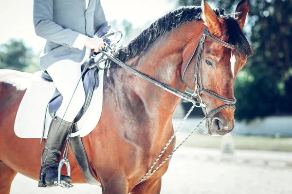 Primer plano de un hermoso caballo agraciado — Foto de Stock