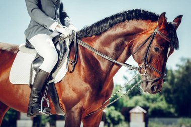 Güzel kahverengi zarif at size bakıyor