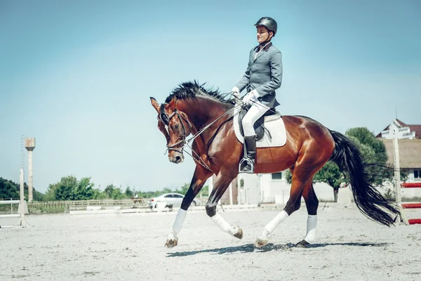 Bonito hermoso caballo marrón corriendo muy rápido — Foto de Stock