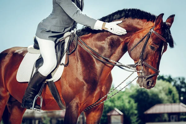 プロの素敵な男性ライダーは、彼の馬をなでる — ストック写真