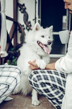 Pençe veren beyaz bir köpeğin yakın çekim fotoğrafı