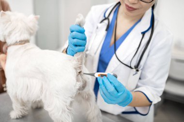 Köpek vücut ısısını kontrol eldiven giyen veteriner