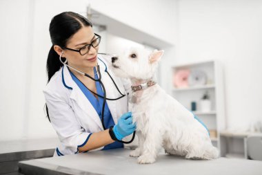 Sınav sırasında sevimli beyaz köpek le konuşan koyu saçlı veteriner