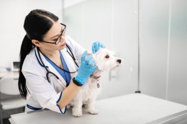 Köpek incelerken eldiven giyen at kuyruklu koyu saçlı veteriner